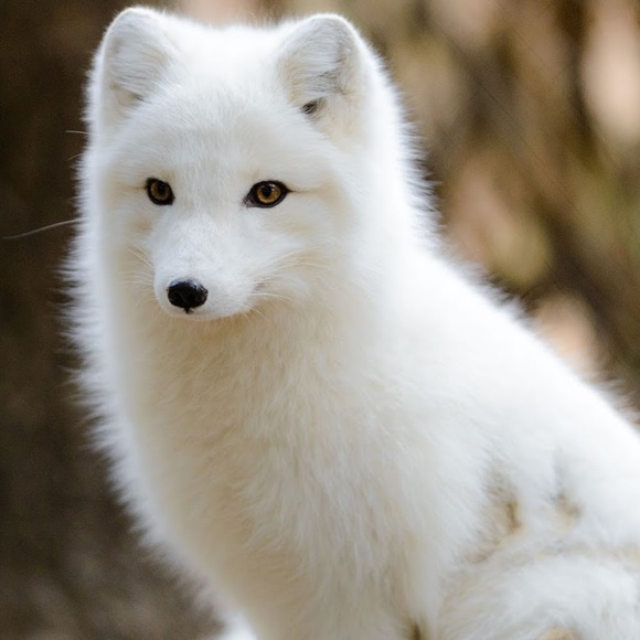palx